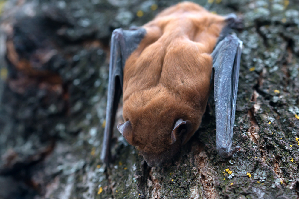 Switch off the lights for bats The Exeter Daily